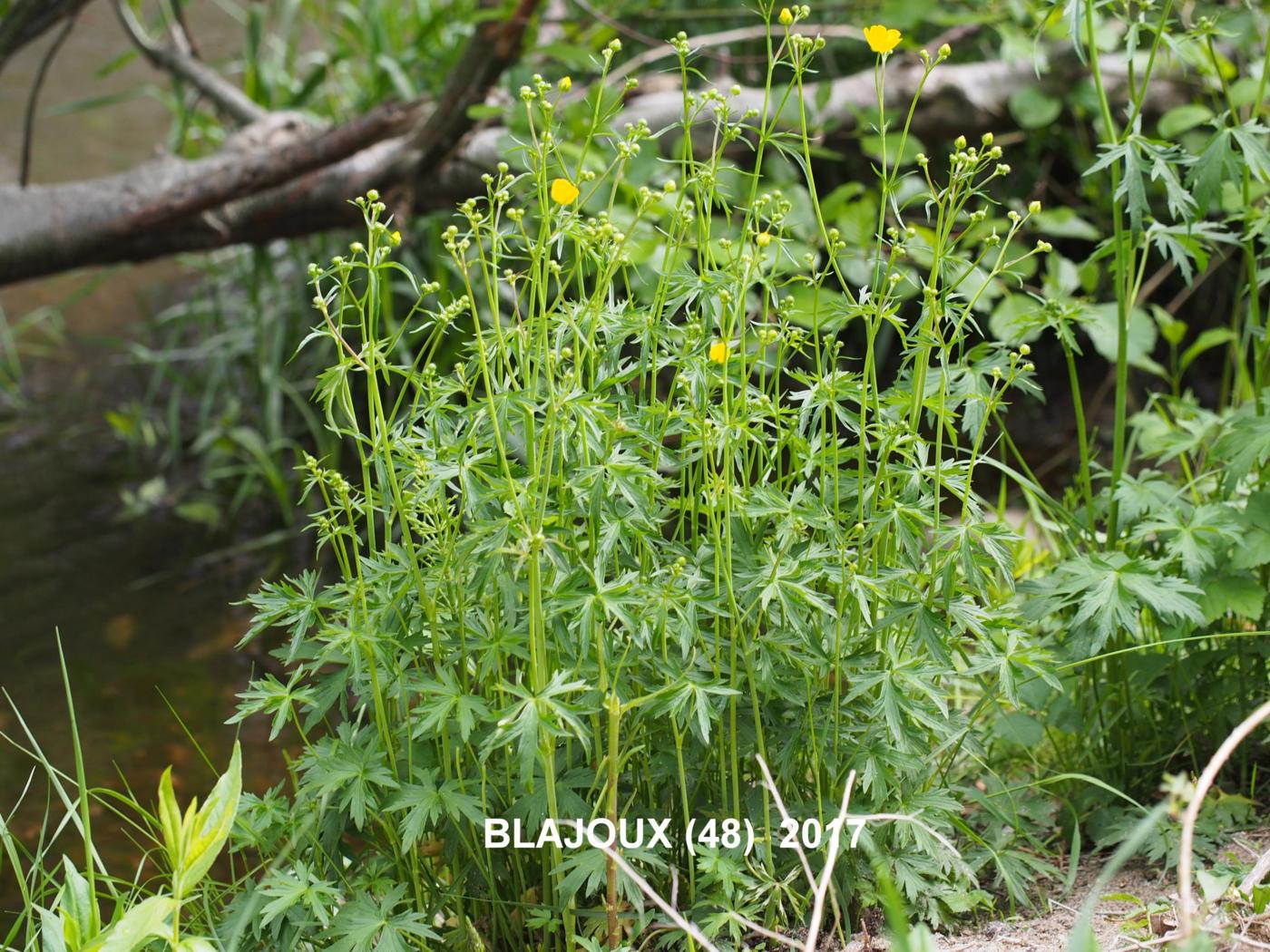 Buttercup, Meadow plant